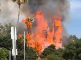 PHOTO: Fire at Arroyo Park South Pasadena 7-22-2023 | Social Media Screenshot
