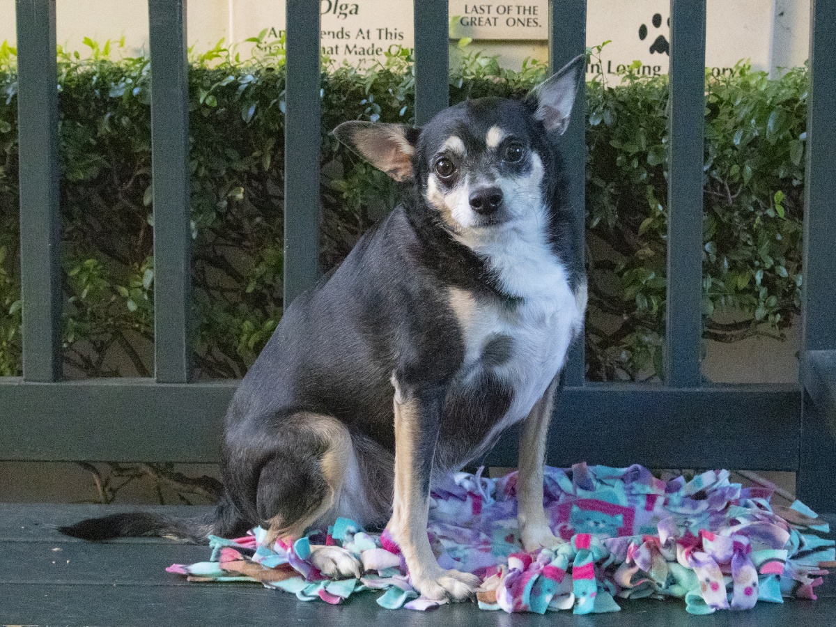 Pet of the Week | Koby the Chihuahua – The South Pasadenan | South Pasadena  News