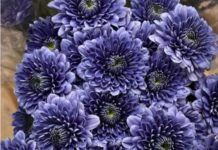 PHOTO: provided by SPTOR | The South Pasadenan | Blue Ocean Chrysanthemums will be used on the 2025 South Pasadena Rose Float.