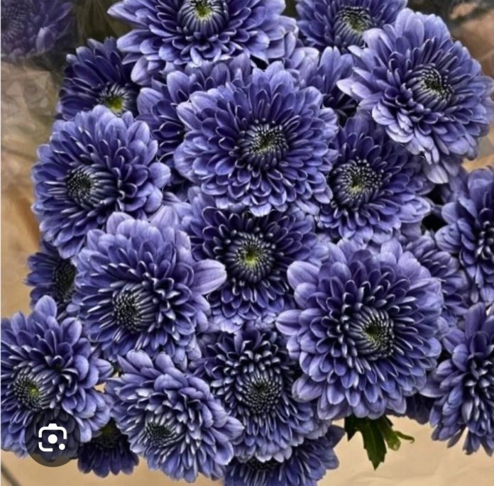 PHOTO: provided by SPTOR | The South Pasadenan | Blue Ocean Chrysanthemums will be used on the 2025 South Pasadena Rose Float.