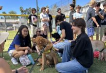PHOTO: provided by SPUSD | The South Pasadenan | SPHS students engage with Guide Dogs of America dogs in training during Mental Health Week activities.
